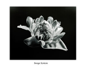 Lim Hock Seng Bunga Kantan photography