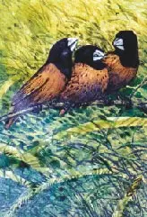 Zaimie sahibil burung