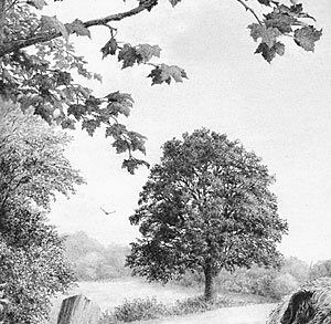 how to draw trees