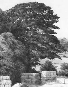photorealism tree art